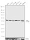 Integrin Linked Kinase antibody, 702683, Invitrogen Antibodies, Western Blot image 
