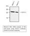 Suppressor Of Cytokine Signaling 1 antibody, STJ95727, St John