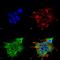 Synaptotagmin 10 antibody, MA5-27591, Invitrogen Antibodies, Immunofluorescence image 