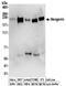 Neogenin 1 antibody, NBP2-32272, Novus Biologicals, Western Blot image 