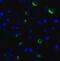 Lymphocyte Activating 3 antibody, SD8839, ProSci, Immunofluorescence image 