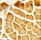 Cytochrome C Oxidase Subunit 4I1 antibody, LS-C166963, Lifespan Biosciences, Immunohistochemistry frozen image 