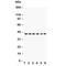 C-X-C Motif Chemokine Receptor 2 antibody, R30204, NSJ Bioreagents, Western Blot image 