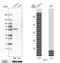 Alanine aminotransferase 2 antibody, PA5-62426, Invitrogen Antibodies, Western Blot image 