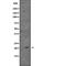 Cell Division Cycle 42 antibody, abx146738, Abbexa, Western Blot image 