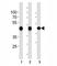 Actin Alpha 1, Skeletal Muscle antibody, F45676-0.4ML, NSJ Bioreagents, Western Blot image 
