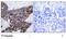 Gap Junction Protein Alpha 1 antibody, GTX79102, GeneTex, Immunohistochemistry paraffin image 