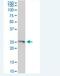 Ferritin Mitochondrial antibody, H00094033-M05-100ug, Novus Biologicals, Western Blot image 