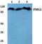 PMS1 Homolog 1, Mismatch Repair System Component antibody, PA5-75552, Invitrogen Antibodies, Western Blot image 