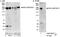 ADP Ribosylation Factor Guanine Nucleotide Exchange Factor 1 antibody, A300-998A, Bethyl Labs, Immunoprecipitation image 