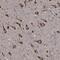 Solute carrier family 25 member 38 antibody, NBP1-83646, Novus Biologicals, Immunohistochemistry paraffin image 