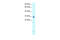 Homeobox protein Hox-B9 antibody, 27-654, ProSci, Immunohistochemistry frozen image 