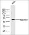NECTIN4 antibody, orb157942, Biorbyt, Western Blot image 