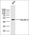 Nectin Cell Adhesion Molecule 4 antibody, orb157942, Biorbyt, Western Blot image 