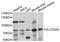 Solute Carrier Family 22 Member 9 antibody, abx126565, Abbexa, Western Blot image 