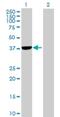 Phosphatidylinositol Specific Phospholipase C X Domain Containing 1 antibody, H00055344-B01P, Novus Biologicals, Western Blot image 