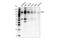 Receptor Tyrosine Kinase Like Orphan Receptor 1 antibody, 16540S, Cell Signaling Technology, Western Blot image 