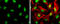 CAMP Responsive Element Binding Protein 1 antibody, GTX112846, GeneTex, Immunofluorescence image 