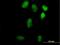 Lin-9 DREAM MuvB Core Complex Component antibody, H00286826-B01P, Novus Biologicals, Immunofluorescence image 