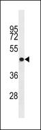 Olfactory Receptor Family 4 Subfamily S Member 1 antibody, LS-B14548, Lifespan Biosciences, Western Blot image 