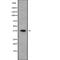 BCL2 Like 14 antibody, abx148571, Abbexa, Western Blot image 