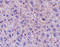 Fem-1 Homolog B antibody, 2279, QED Bioscience, Immunohistochemistry paraffin image 