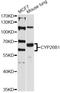 Cytochrome P450 Family 26 Subfamily B Member 1 antibody, abx125740, Abbexa, Western Blot image 