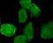 EGFR antibody, A00023Y1173, Boster Biological Technology, Immunocytochemistry image 