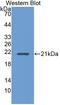 Ubiquitin Conjugating Enzyme E2 L3 antibody, LS-C373282, Lifespan Biosciences, Western Blot image 