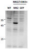 MAPK Activated Protein Kinase 2 antibody, AP32810PU-N, Origene, Western Blot image 