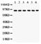 POU Class 2 Homeobox 1 antibody, PB9317, Boster Biological Technology, Western Blot image 