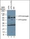 Activating Transcription Factor 6 antibody, orb88287, Biorbyt, Western Blot image 