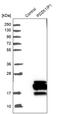 PDZK1 Interacting Protein 1 antibody, PA5-53252, Invitrogen Antibodies, Western Blot image 