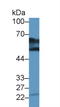 Aromatic-L-amino-acid decarboxylase antibody, LS-C688762, Lifespan Biosciences, Western Blot image 