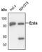 Ezrin antibody, PA5-17518, Invitrogen Antibodies, Western Blot image 