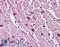 CYSLTR2 antibody, LS-A2264, Lifespan Biosciences, Immunohistochemistry paraffin image 