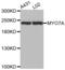 Myosin VIIA antibody, abx002614, Abbexa, Western Blot image 