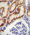 Glycine Amidinotransferase antibody, LS-C166389, Lifespan Biosciences, Immunohistochemistry frozen image 