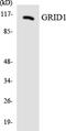 Glutamate Ionotropic Receptor Delta Type Subunit 1 antibody, LS-B12488, Lifespan Biosciences, Western Blot image 