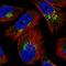 WD And Tetratricopeptide Repeats 1 antibody, HPA028180, Atlas Antibodies, Immunofluorescence image 