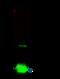 Promyelocytic Leukemia antibody, GTX02306, GeneTex, Immunoprecipitation image 