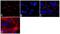 Tight Junction Protein 1 antibody, 339194, Invitrogen Antibodies, Immunofluorescence image 