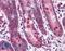 Anoctamin 2 antibody, LS-B4615, Lifespan Biosciences, Immunohistochemistry paraffin image 
