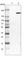 GluRS antibody, HPA030052, Atlas Antibodies, Western Blot image 