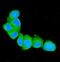 S100 Calcium Binding Protein A4 antibody, A01217-2, Boster Biological Technology, Immunofluorescence image 