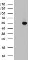 Adenosine monophosphate-protein transferase FICD antibody, NBP2-45664, Novus Biologicals, Western Blot image 