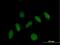 Pleckstrin Homology Domain Containing J1 antibody, H00055111-B01P, Novus Biologicals, Immunofluorescence image 