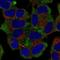 Nascent polypeptide-associated complex subunit alpha antibody, NBP2-57988, Novus Biologicals, Immunofluorescence image 