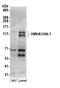Rho GTPase Activating Protein 45 antibody, A304-862A, Bethyl Labs, Western Blot image 