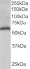 58K Golgi protein antibody, MBS421068, MyBioSource, Western Blot image 